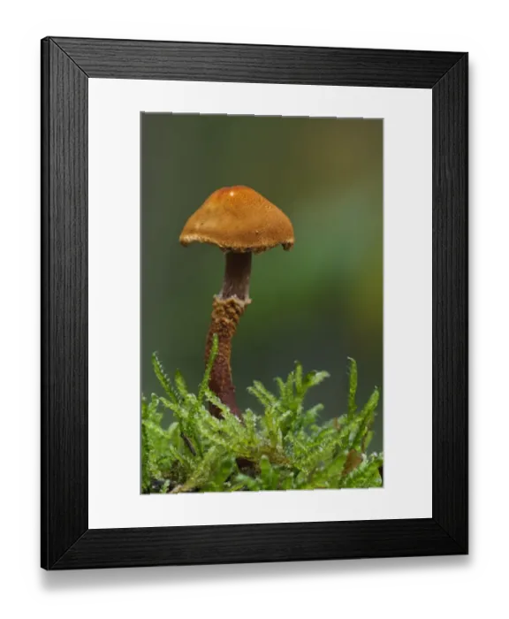 Framed Print : Earthy Powdercap (Cystoderma amianthinum) fruiting body, growing amongst moss, Clumber Park, Nottinghamshire, England