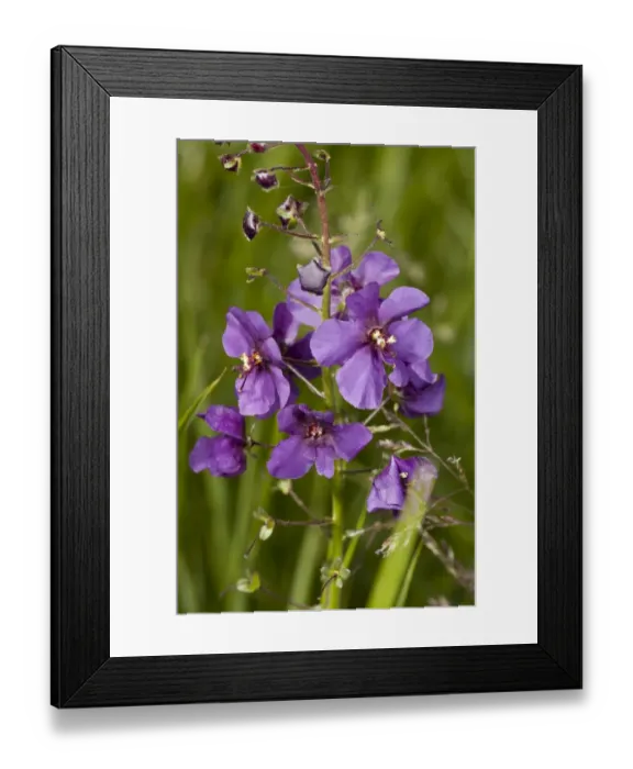 Framed Print : Purple Mullein (Verbascum phoeniceum) flowering, Bulgaria, May