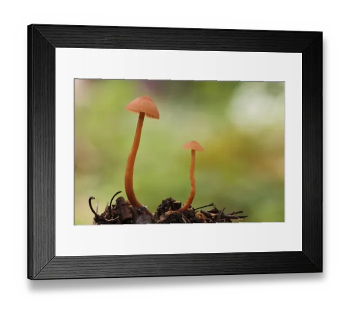 Framed Print : The Deceiver (Laccaria laccata) two fruiting bodies, growing from leaf mould, Clumber Park, Nottinghamshire, England Framed Print : The Deceiver (Laccaria laccata) two fruiting bodies, growing from leaf mould, Clumber Park, Nottinghamshire, England