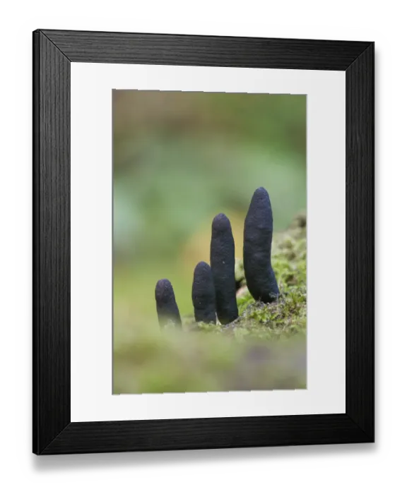 Framed Print : Dead Mans Fingers (Xylaria polymorpha) fruiting bodies, growing amongst moss in woodland, North Downs, Kent, England Framed Print : Dead Mans Fingers (Xylaria polymorpha) fruiting bodies, growing amongst moss in woodland, North Downs, Kent, England