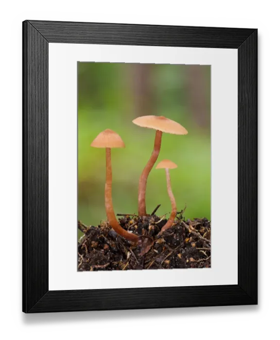 Framed Print : The Deceiver (Laccaria laccata) three fruiting bodies, growing from leaf mould, Clumber Park, Nottinghamshire, England Framed Print : The Deceiver (Laccaria laccata) three fruiting bodies, growing from leaf mould, Clumber Park, Nottinghamshire, England