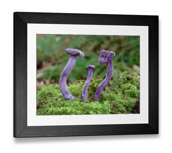 Framed Print : Amethyst Deceiver (Laccaria amethystina) fruiting bodies, growing amongst moss in woodland, Leicestershire, England Framed Print : Amethyst Deceiver (Laccaria amethystina) fruiting bodies, growing amongst moss in woodland, Leicestershire, England