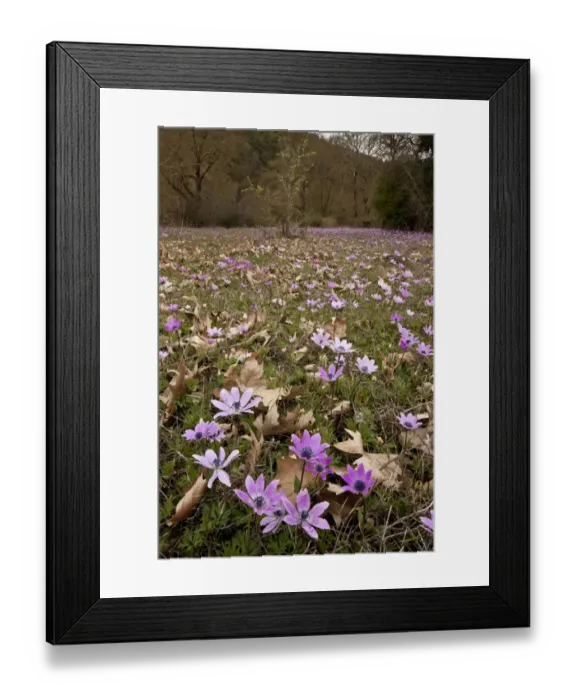 Framed Print : Peacock Anemone (Anemone pavonina) flowering, mass growing in habitat, Vikos Gorge, Northwest Greece, April Framed Print : Peacock Anemone (Anemone pavonina) flowering, mass growing in habitat, Vikos Gorge, Northwest Greece, April