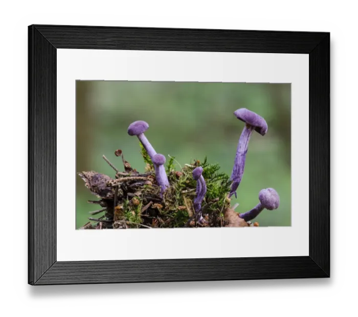 Framed Print : Amethyst Deceiver (Laccaria amethystina) fruiting bodies, growing from moss covered clump of woodland debris Framed Print : Amethyst Deceiver (Laccaria amethystina) fruiting bodies, growing from moss covered clump of woodland debris