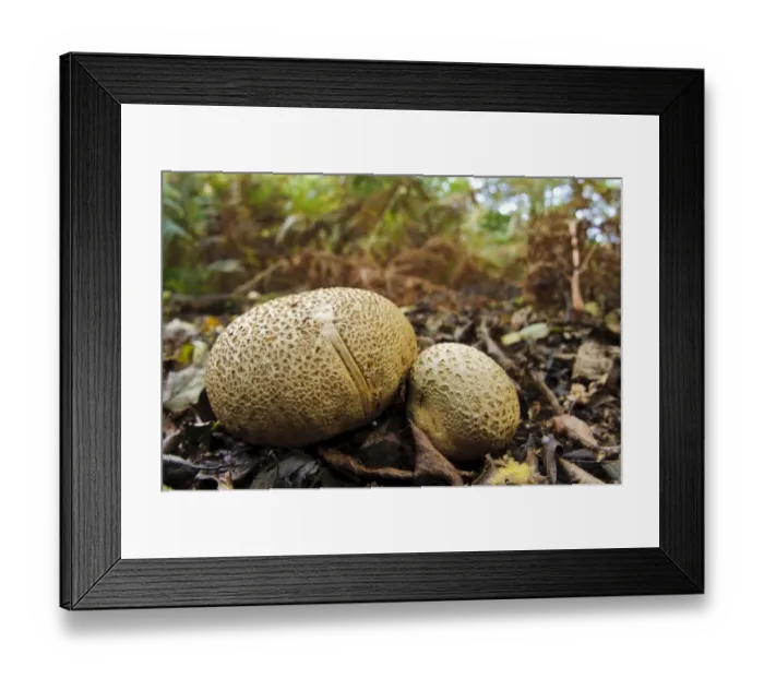 Framed Print : Common Earthball (Scleroderma citrinum) two fruiting bodies, growing in leaf litter, Clumber Park, Nottinghamshire Framed Print : Common Earthball (Scleroderma citrinum) two fruiting bodies, growing in leaf litter, Clumber Park, Nottinghamshire
