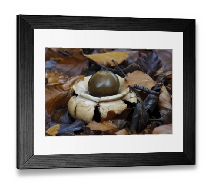 Framed Print : Common Earth-star (Geastrum triplex) mature fruiting body, exoperidium has split to reveal inner spore sac Framed Print : Common Earth-star (Geastrum triplex) mature fruiting body, exoperidium has split to reveal inner spore sac