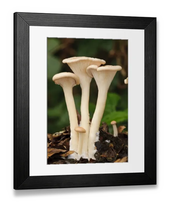 Framed Print : Common Funnel Cap (Clitocybe gibba) fruiting bodies, growing through leaf litter, Clumber Park, Nottinghamshire Framed Print : Common Funnel Cap (Clitocybe gibba) fruiting bodies, growing through leaf litter, Clumber Park, Nottinghamshire