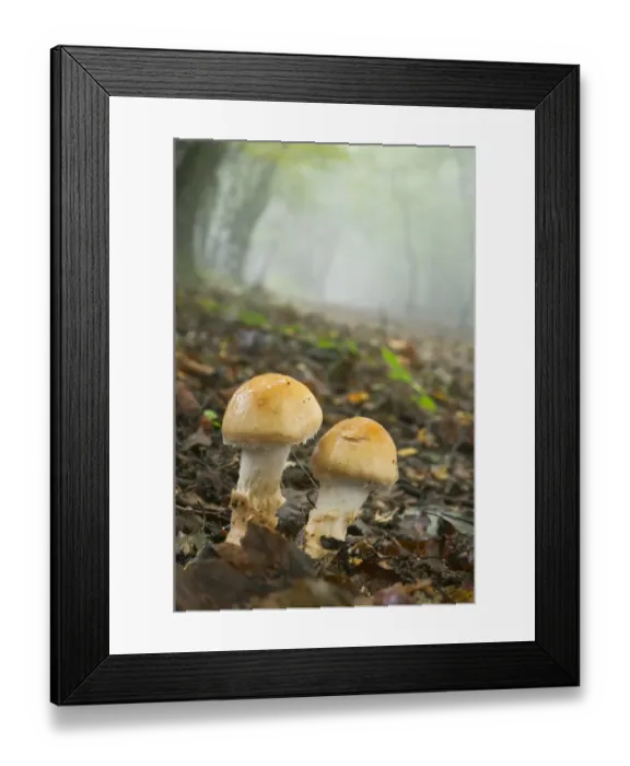 Framed Print : Orange Grisette (Amanita crocea) fruiting bodies, growing along woodland ride in misty beechwood, Kings Wood, Challock Framed Print : Orange Grisette (Amanita crocea) fruiting bodies, growing along woodland ride in misty beechwood, Kings Wood, Challock
