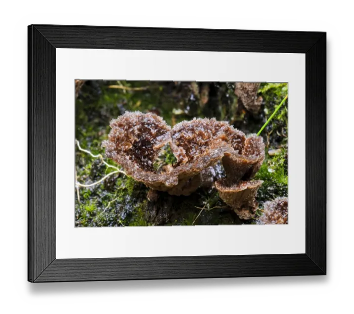 Framed Print : Earth Fan (Thelephora terrestris) fruiting bodies, Clumber Park, Nottinghamshire, England, October Framed Print : Earth Fan (Thelephora terrestris) fruiting bodies, Clumber Park, Nottinghamshire, England, October