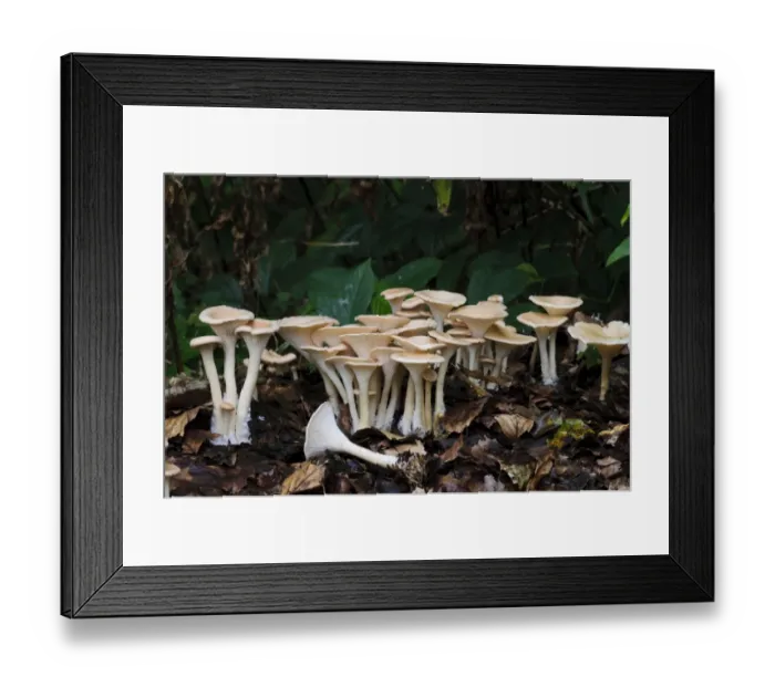 Framed Print : Common Funnel Cap (Clitocybe gibba) fruiting bodies, group growing through leaf litter, Clumber Park, Nottinghamshire Framed Print : Common Funnel Cap (Clitocybe gibba) fruiting bodies, group growing through leaf litter, Clumber Park, Nottinghamshire