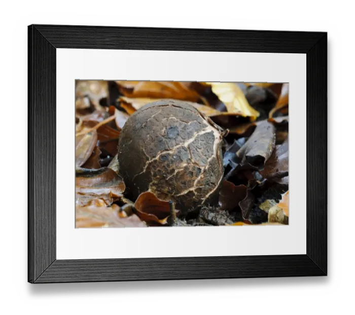 Framed Print : Common Earth-star (Geastrum triplex) fruiting body, fresh egg before exoperidium splits to reveal inner spore sac Framed Print : Common Earth-star (Geastrum triplex) fruiting body, fresh egg before exoperidium splits to reveal inner spore sac
