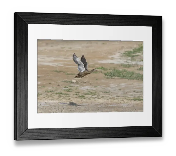 Framed Print : Mallard Duck (Anas platyrhynchos) adult female, in flight over dried up scrape, Minsmere RSPB Reserve, Suffolk Framed Print : Mallard Duck (Anas platyrhynchos) adult female, in flight over dried up scrape, Minsmere RSPB Reserve, Suffolk