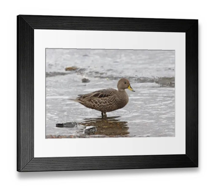 Framed Print : Yellow-billed Pintail (Anas georgica georgica) nominate subspecies, adult, standing in shallow water, Grytviken Framed Print : Yellow-billed Pintail (Anas georgica georgica) nominate subspecies, adult, standing in shallow water, Grytviken