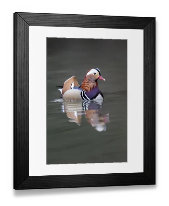 Framed Print : Mandarin Duck (Aix galericulata) introduced species, adult male, swimming, Warwickshire, England, March Framed Print : Mandarin Duck (Aix galericulata) introduced species, adult male, swimming, Warwickshire, England, March