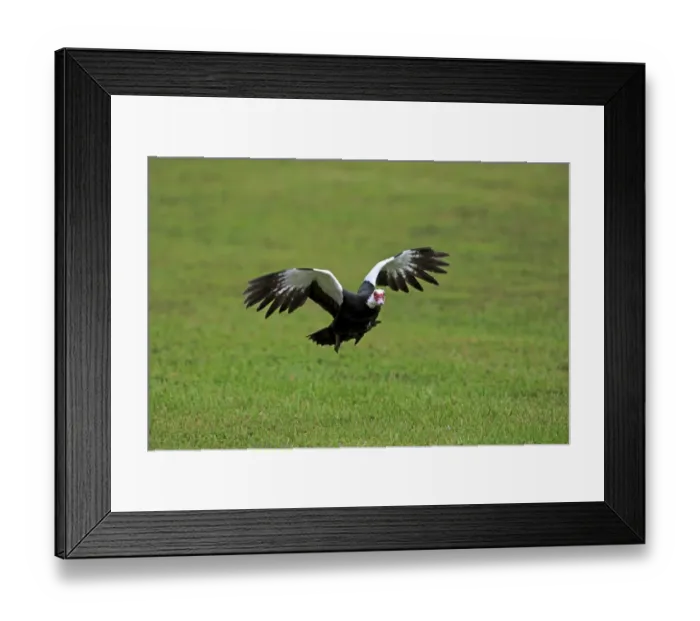 Framed Print : Muscovy Duck (Cairina moschata) introduced feral species, adult, in flight, Miami, Florida, U. S. A. March Framed Print : Muscovy Duck (Cairina moschata) introduced feral species, adult, in flight, Miami, Florida, U. S. A. March