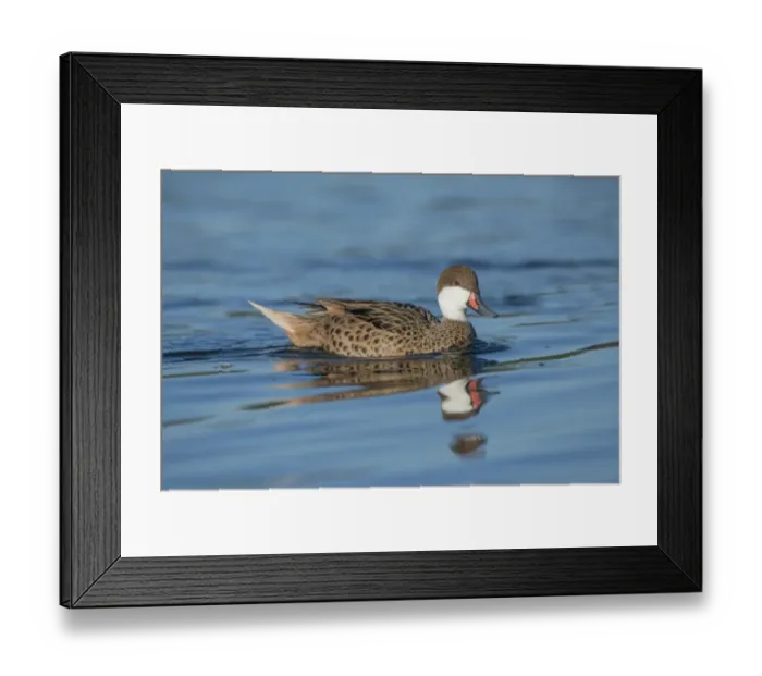Framed Print : White-cheeked Pintail (Anas bahamensis) adult, swimming (captive) Framed Print : White-cheeked Pintail (Anas bahamensis) adult, swimming (captive)