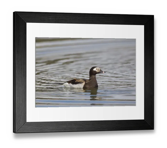 Framed Print : Long-tailed Duck (Clangula hyemalis) adult male, breeding plumage, swimming on lake, Lake Myvatn, Iceland, May Framed Print : Long-tailed Duck (Clangula hyemalis) adult male, breeding plumage, swimming on lake, Lake Myvatn, Iceland, May