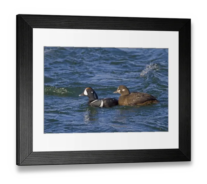 Framed Print : Harlequin Duck (Histrionicus histrionicus) adult pair, breeding plumage, swimming on river rapids, River Laxa, Myvatn Framed Print : Harlequin Duck (Histrionicus histrionicus) adult pair, breeding plumage, swimming on river rapids, River Laxa, Myvatn
