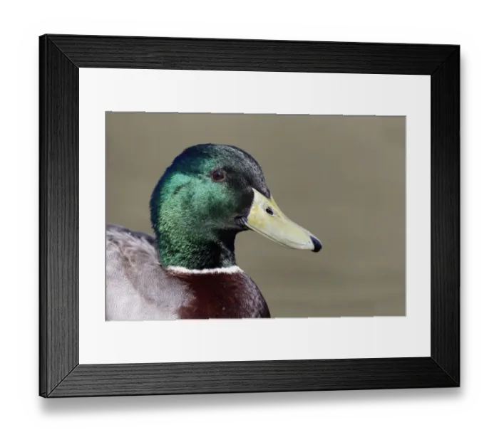 Framed Print : Mallard Duck (Anas platyrhynchos) adult male, close-up of head, Warwickshire, England, March Framed Print : Mallard Duck (Anas platyrhynchos) adult male, close-up of head, Warwickshire, England, March