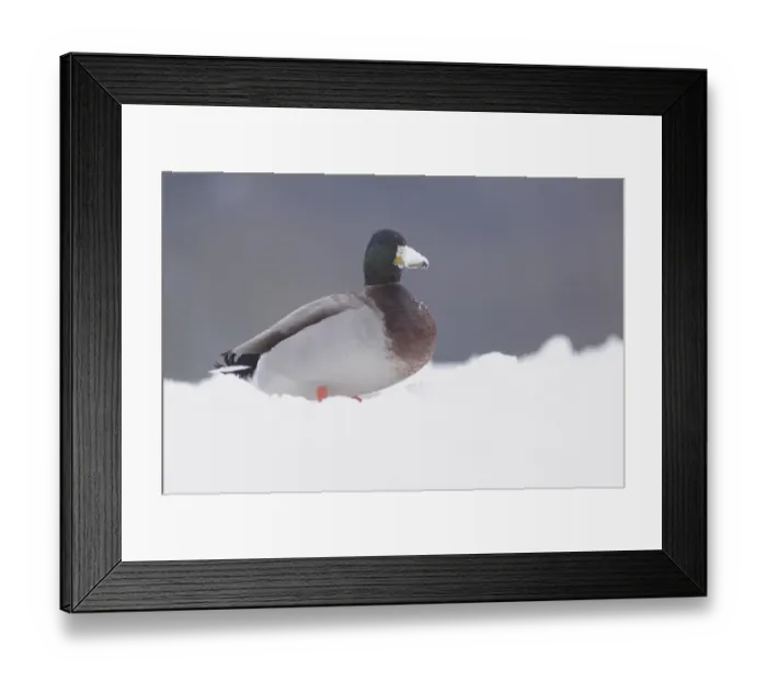 Framed Print : Mallard Duck (Anas platyrhynchos) adult male, with beak covered in snow, standing in snow, West Yorkshire, England