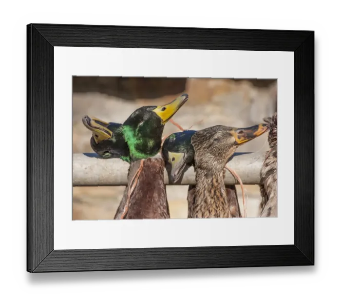 Framed Print : Mallard Duck (Anas platyrhynchos) dead adult males and female, hanging after being shot during shoot, Lancashire Framed Print : Mallard Duck (Anas platyrhynchos) dead adult males and female, hanging after being shot during shoot, Lancashire