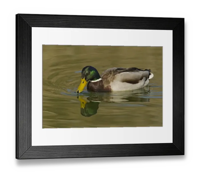 Framed Print : Mallard Duck (Anas platyrhynchos) adult male, swimming, Essex, England, March