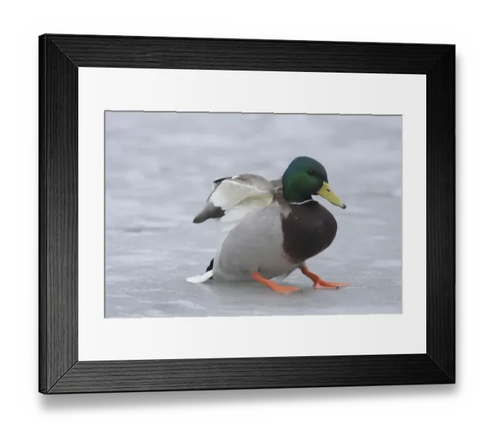 Framed Print : Mallard Duck (Anas platyrhynchos) adult male, skidding on ice after landing, West Yorkshire, England, February Framed Print : Mallard Duck (Anas platyrhynchos) adult male, skidding on ice after landing, West Yorkshire, England, February