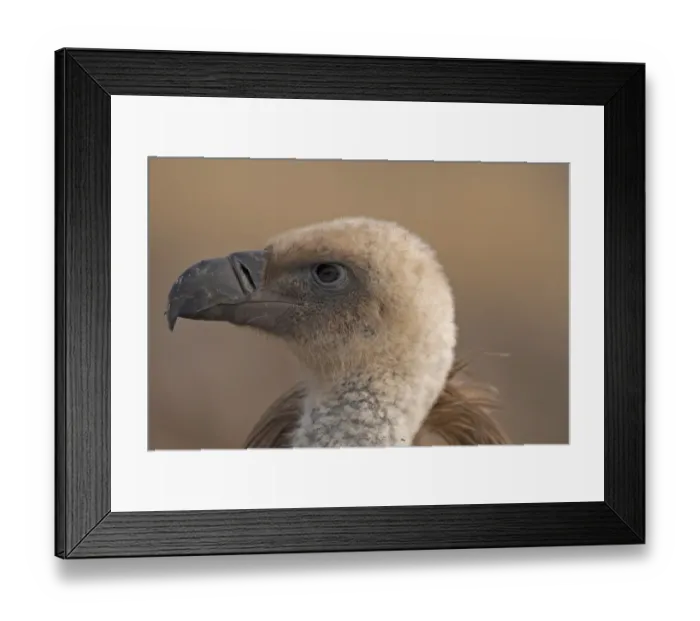 Framed Print : Eurasian Griffon Vulture (Gyps fulvus) immature, close-up of head, Spain, January Framed Print : Eurasian Griffon Vulture (Gyps fulvus) immature, close-up of head, Spain, January