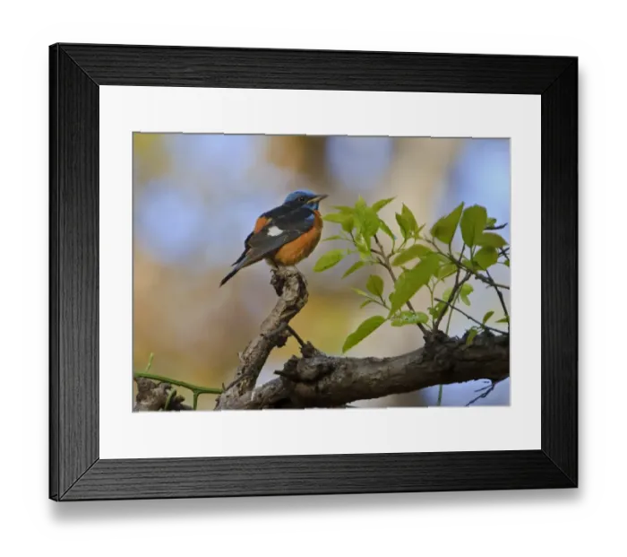 Framed Print : Blue-capped Rock Thrush (Monticola cinclorhynchus) adult male, perched on branch, Kanha N. P Framed Print : Blue-capped Rock Thrush (Monticola cinclorhynchus) adult male, perched on branch, Kanha N. P