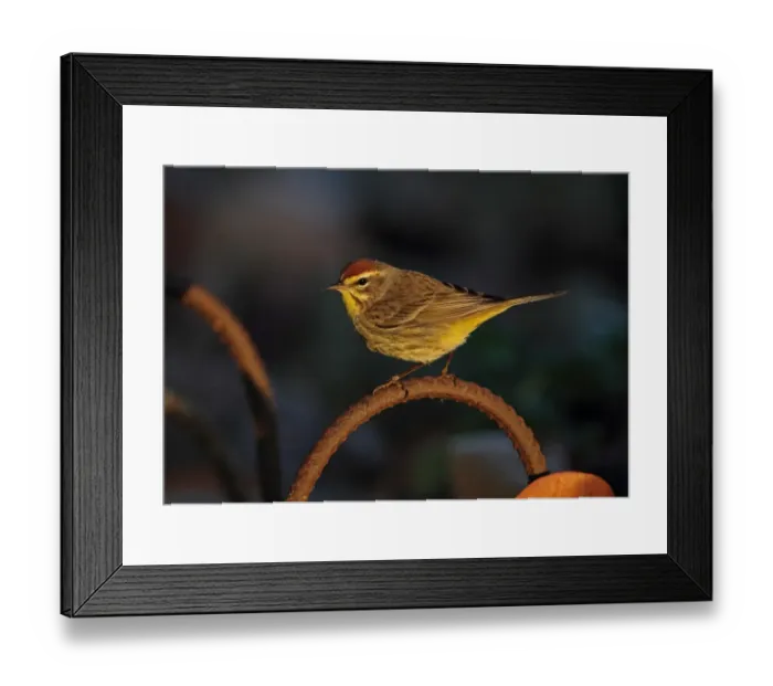 Framed Print : Palm Warbler (Dendroica palmarum) adult, perched on rusty metal rod in early morning sunlight, Zapata Peninsula Framed Print : Palm Warbler (Dendroica palmarum) adult, perched on rusty metal rod in early morning sunlight, Zapata Peninsula