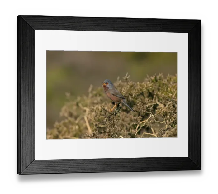 Framed Print : Dartford Warbler (Sylvia undata) adult male, singing, perched on gorse, Worlds End, Denbighshire, Wales, April Framed Print : Dartford Warbler (Sylvia undata) adult male, singing, perched on gorse, Worlds End, Denbighshire, Wales, April