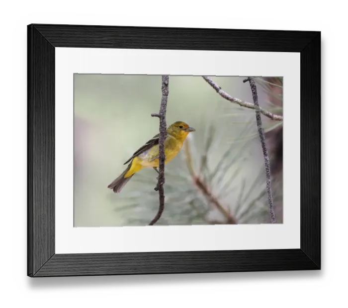 Framed Print : Western Tanager (Piranga ludoviciana) adult female, perched on twig, Utah, U. S. A. June Framed Print : Western Tanager (Piranga ludoviciana) adult female, perched on twig, Utah, U. S. A. June