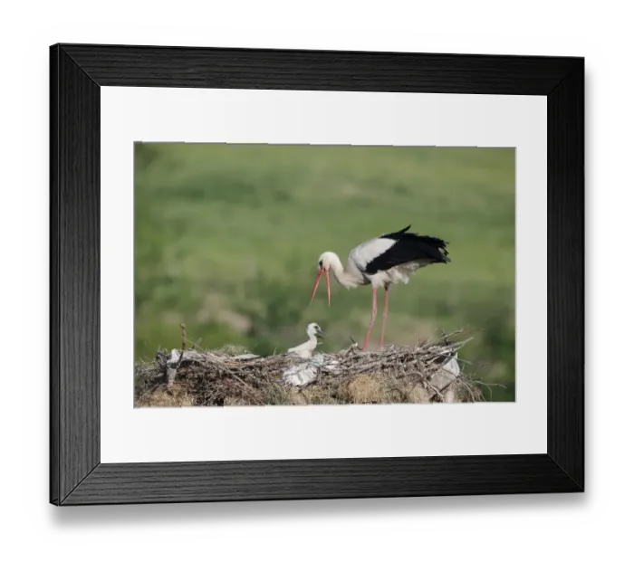 Framed Print : White Stork (Ciconia ciconia) adult with chick, at nest on manmade nesting platform, Bulgaria, May