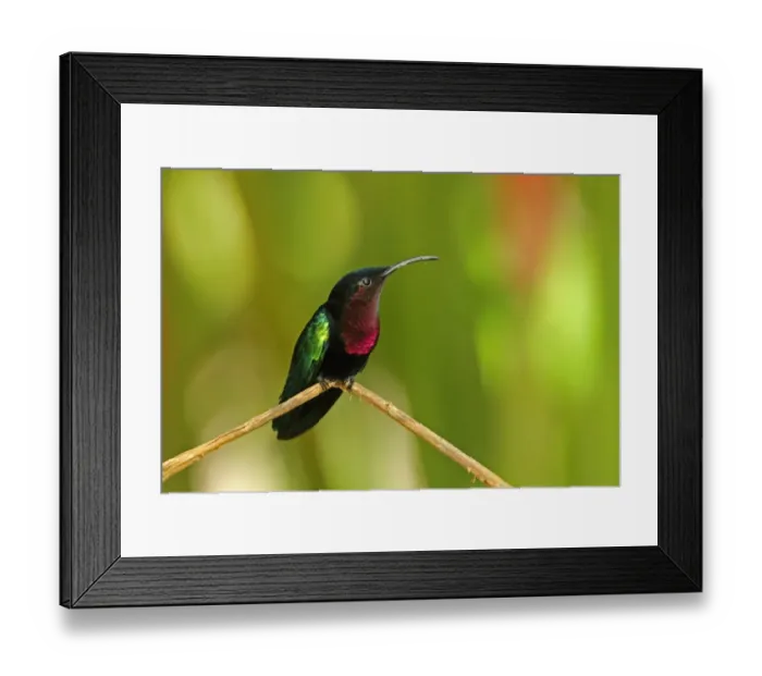 Framed Print : Purple-throated Carib (Eulampis jugularis) adult, perched on stem, Fond Doux Plantation, St Framed Print : Purple-throated Carib (Eulampis jugularis) adult, perched on stem, Fond Doux Plantation, St