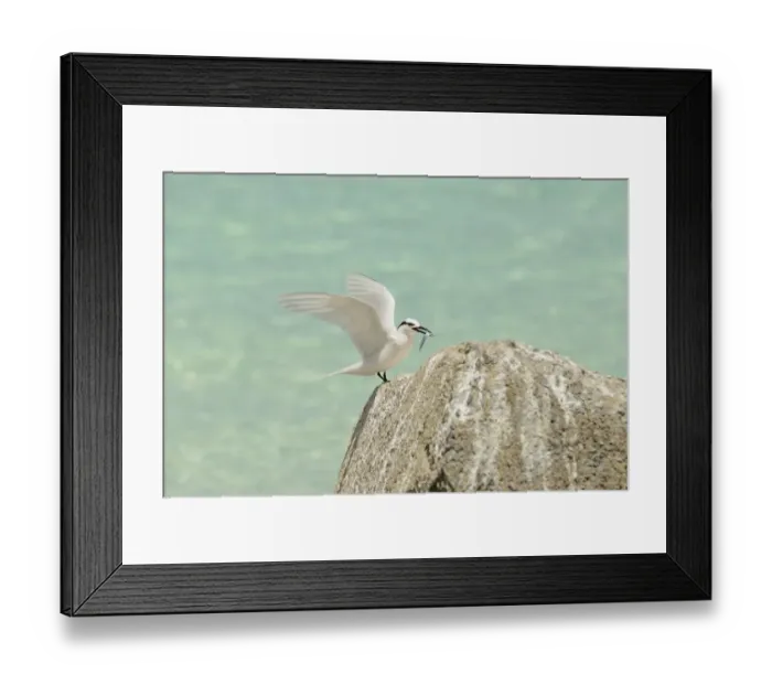 Framed Print : Black-naped Tern (Sterna sumatrana) adult, with fish on beak, standing on rock, Queensland, Australia, December