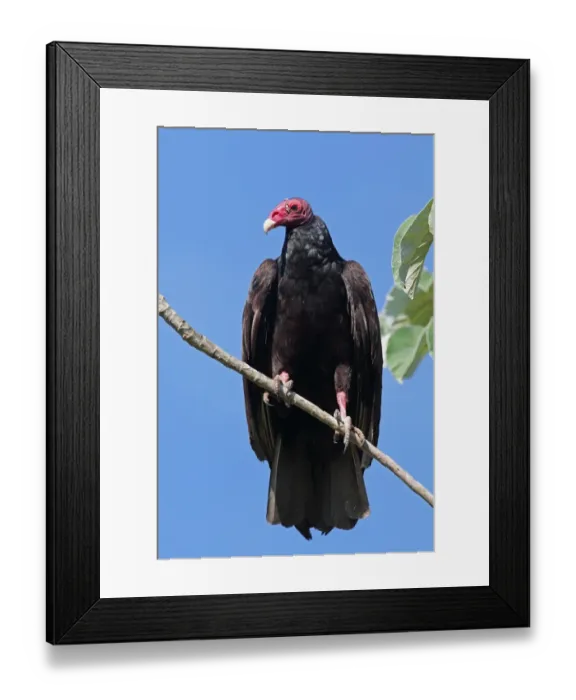 Framed Print : Turkey Vulture (Cathartes aura aura) adult, perched on branch, Zapata Peninsula, Matanzas Province, Cuba, March Framed Print : Turkey Vulture (Cathartes aura aura) adult, perched on branch, Zapata Peninsula, Matanzas Province, Cuba, March