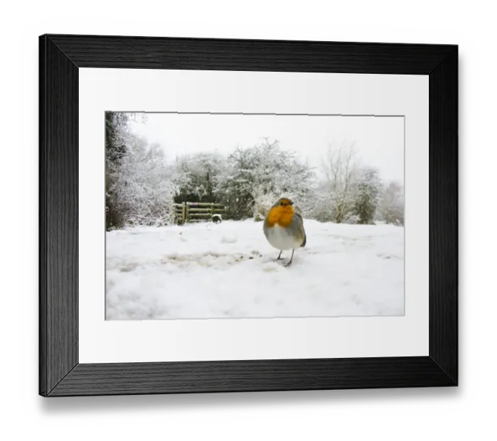 Framed Print : European Robin (Erithacus rubecula) adult, standing on snow in habitat, Attenborough Nature Reserve, Attenborough