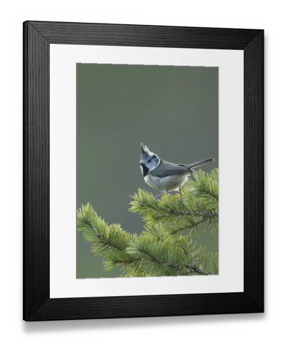 Framed Print : Crested Tit (Lophophanes cristatus) adult, perched on Scots Pine (Pinus sylvestris) twig, Scotland, January Framed Print : Crested Tit (Lophophanes cristatus) adult, perched on Scots Pine (Pinus sylvestris) twig, Scotland, January