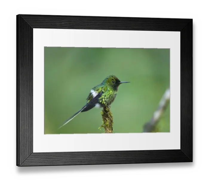 Framed Print : Green Thorntail (Discosura conversii) adult male, perched on twig in montane rainforest, Andes, Ecuador, November Framed Print : Green Thorntail (Discosura conversii) adult male, perched on twig in montane rainforest, Andes, Ecuador, November
