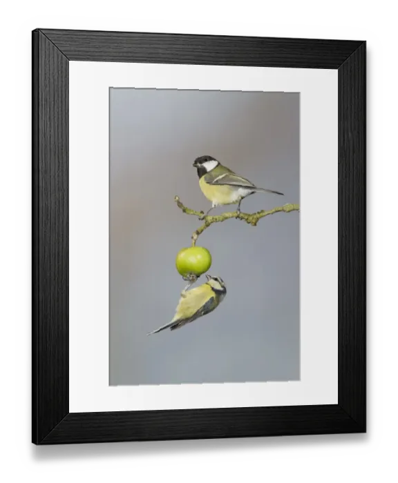 Framed Print : Great Tit (Parus major) adult, and Blue Tit (Parus caeruleus) adult, foraging for insects on crabapple fruit, Suffolk Framed Print : Great Tit (Parus major) adult, and Blue Tit (Parus caeruleus) adult, foraging for insects on crabapple fruit, Suffolk