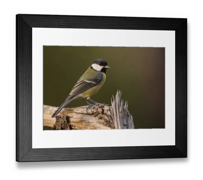 Framed Print : Great Tit (Parus major) adult, perched on branch, Lerma, Alessandria Province, Piedmont, Italy, October Framed Print : Great Tit (Parus major) adult, perched on branch, Lerma, Alessandria Province, Piedmont, Italy, October