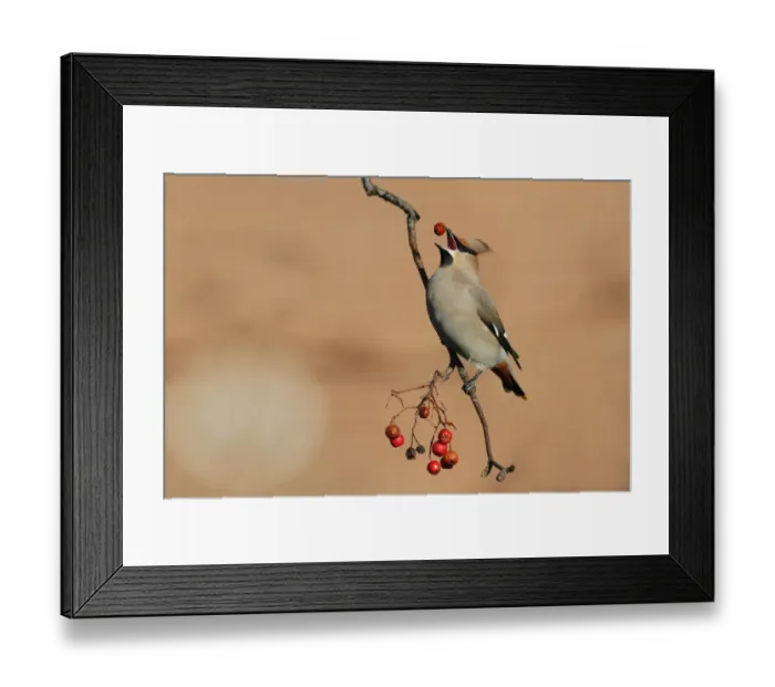 Framed Print : Bohemian Waxwing (Bombycilla garrulus) adult, feeding on Rowan (Sorbus aucuparia) berries, Leicestershire, England Framed Print : Bohemian Waxwing (Bombycilla garrulus) adult, feeding on Rowan (Sorbus aucuparia) berries, Leicestershire, England