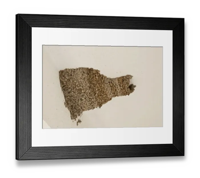 Framed Print : Red-rumped Swallow (Cecropis daurica) mud nest on house, Bulgaria, June Framed Print : Red-rumped Swallow (Cecropis daurica) mud nest on house, Bulgaria, June