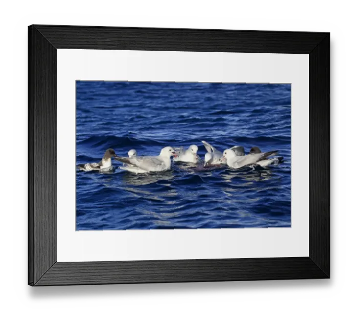 Framed Print : Southern Fulmar (Fulmarus glacialoides) and Cape Petrel (Daption capense) adults, flock feeding at surface of water Framed Print : Southern Fulmar (Fulmarus glacialoides) and Cape Petrel (Daption capense) adults, flock feeding at surface of water