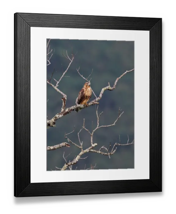 Framed Print : Eastern Buzzard (Buteo japonicus) adult, perched on branch in bare tree, Doi Ang Khang, Chiang Mai Province, Thailand Framed Print : Eastern Buzzard (Buteo japonicus) adult, perched on branch in bare tree, Doi Ang Khang, Chiang Mai Province, Thailand