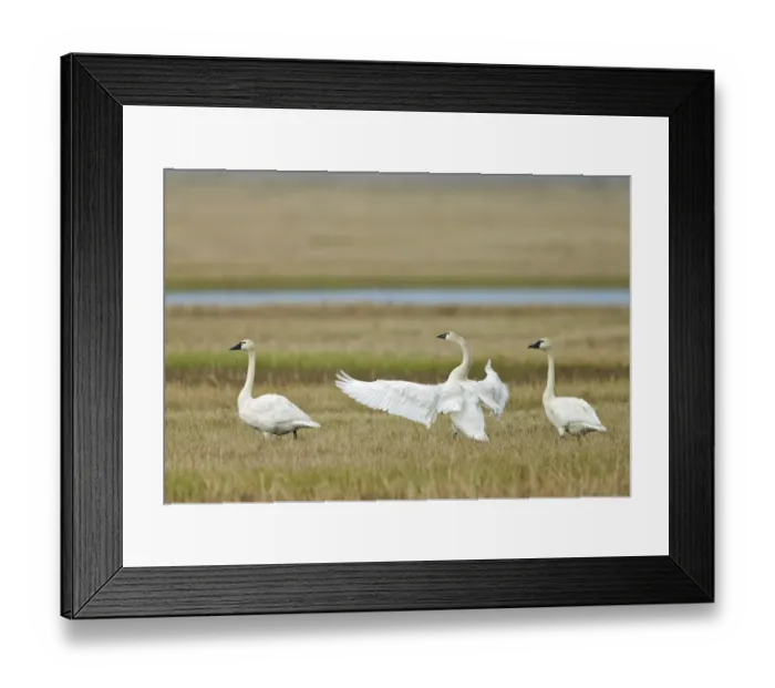 Framed Print : Tundra Swan (Cygnus columbianus columbianus) three adults, standing on tundra, near Barrow, Alaska, U. S. A. June Framed Print : Tundra Swan (Cygnus columbianus columbianus) three adults, standing on tundra, near Barrow, Alaska, U. S. A. June