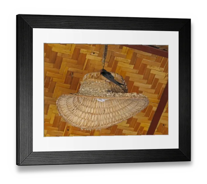 Framed Print : Barn Swallow (Hirundo rustica gutturalis) adult, perched at nest on lampshade in restaurant, Thaton