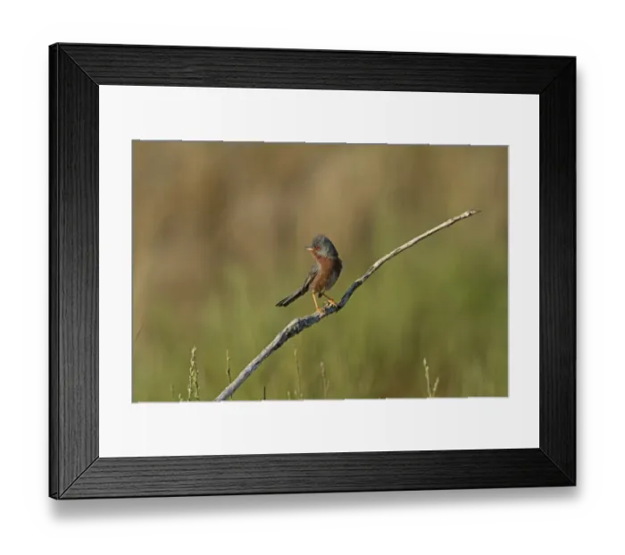 Framed Print : Dartford Warbler (Sylvia undata) adult male, singing, perched on twig, Extremadura, Spain, April Framed Print : Dartford Warbler (Sylvia undata) adult male, singing, perched on twig, Extremadura, Spain, April