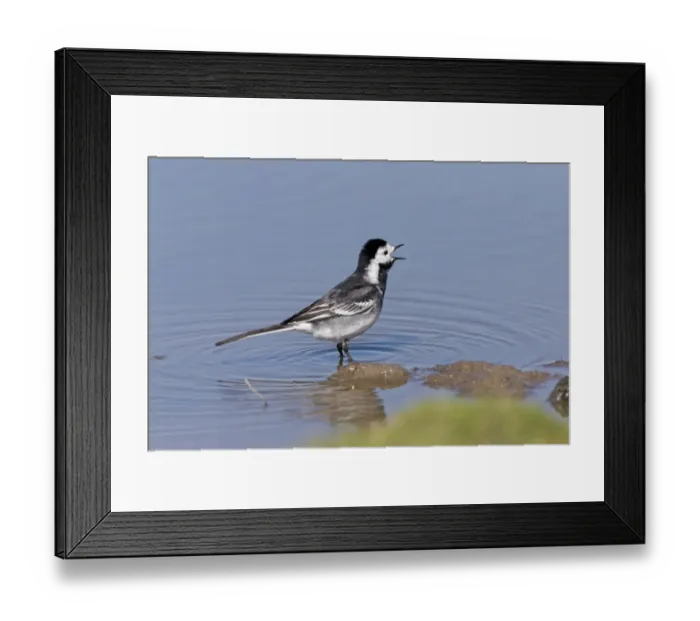 Framed Print : Pied Wagtail (Motacilla alba yarrellii) adult male, calling, standing in shallow water, Suffolk, England, May Framed Print : Pied Wagtail (Motacilla alba yarrellii) adult male, calling, standing in shallow water, Suffolk, England, May