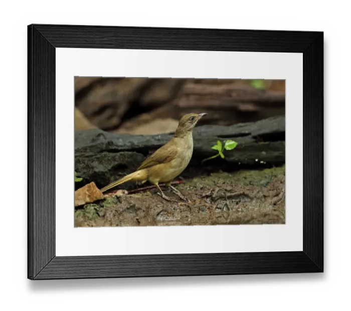 Framed Print : Streak-eared Bulbul (Pycnonotus blanfordi conradi) adult, standing beside forest pool, near Kaeng Krachan, Thailand Framed Print : Streak-eared Bulbul (Pycnonotus blanfordi conradi) adult, standing beside forest pool, near Kaeng Krachan, Thailand